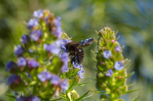Ein Paradies der Artenvielfalt im Botanischen Garten Viera y Clavijo