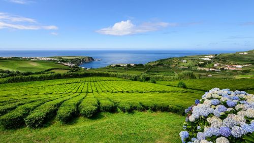 Connaissez-vous ce lieu unique où l'on trouve les seules plantations de thé d’Europe ?