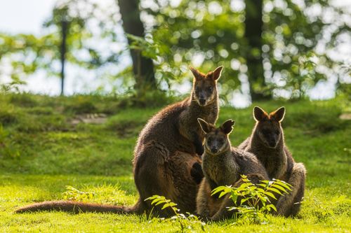 Observer des animaux sauvages en France c'est possible ! 10 lieux à visiter pour être émerveillé 