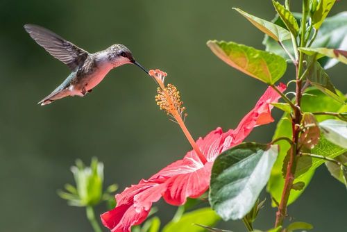 Dauphins, tortues, iguanes, colibris… Voici les meilleurs spots pour voir des animaux tropicaux en Martinique !