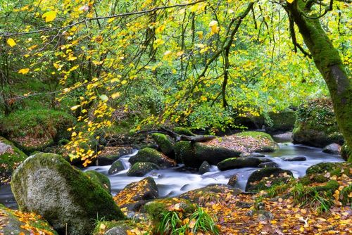 4 forêts à découvrir en France pour profiter des couleurs de l'automne !