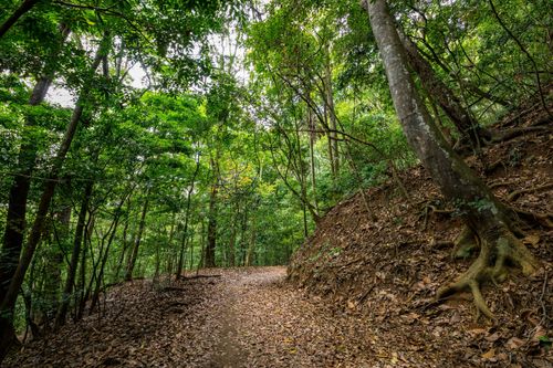 Visitate la Royal Forest, una facile passeggiata nel centro di Kandy.