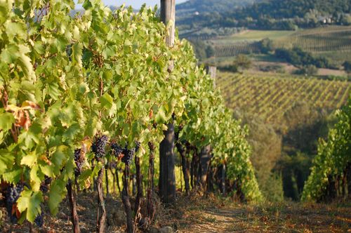 Weekend di 3 giorni a San Gimignano e le Colline del Chianti