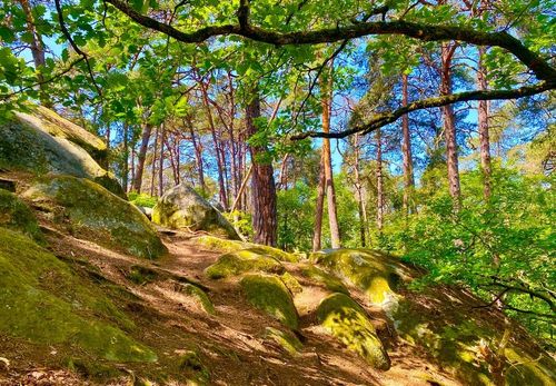 4  balades à faire en forêt pour explorer la nature en famille pendant les vacances de la Toussaint !