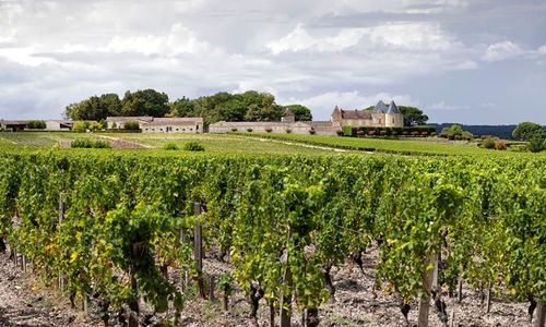 A 45 minutes de Bordeaux, ce petit village de 800 habitants produit le vin blanc le plus cher au monde !