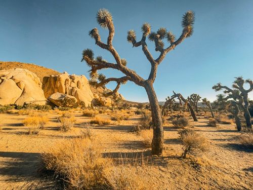 Partir en Californie au printemps : ne manquez pas de visiter l'un de ces 9 parcs nationaux fascinants !