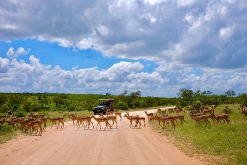 Un safari en Afrique du Sud ça vous dit ? 5 nuits près du Parc Kruger en pension complète, avec excursions et vol à partir de 1502 € par personne !