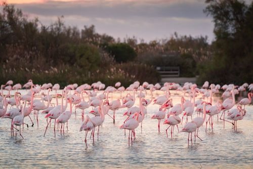 Pour admirer la spectaculaire parade nuptiale des flamants roses, c’est maintenant (et c’est en France) !