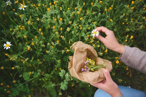 Pour protéger la santé des plantes en Europe, voici les gestes à éviter lors d'un voyage à l'étranger