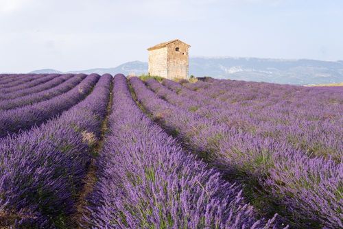 Champs de fleurs, vignes, palmeraies… les plus beaux espaces cultivés d’Europe ! 
