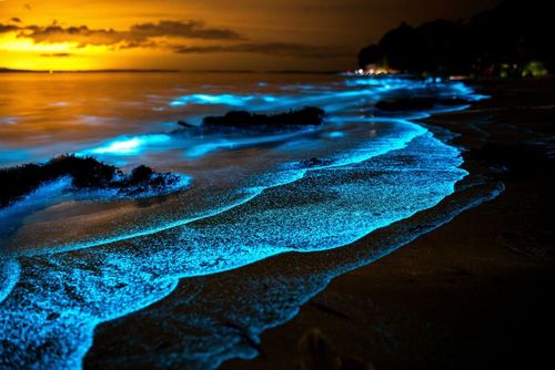 "L’eau devient bleue !" 3 plages bioluminescentes à voir au moins une fois dans sa vie