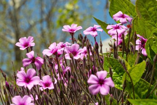 D’après le New York Times, ce jardin situé en Bretagne est l'un des plus beaux du monde ! 