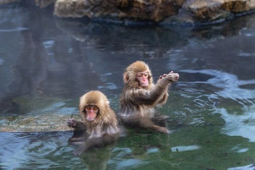 Ces destinations abritent un grand nombre d'animaux et certains d'entre eux vont vous surprendre !
