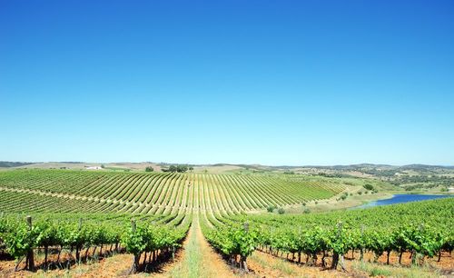 Vini dell'Alentejo, vigneti tra le montagne e l'Oceano Atlantico