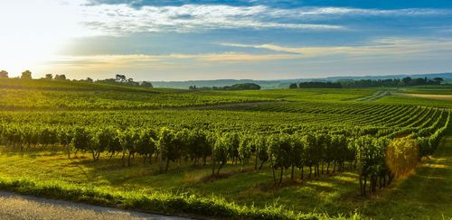 Entre-Deux-Mers, a wine-growing region just a stone's throw from the Garonne and Dordogne rivers