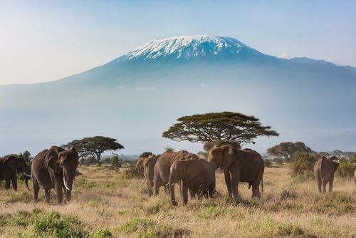 Meet the elephants in Amboseli National Park