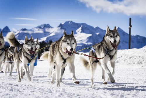 Pruebe los perros de trineo en Flaine.