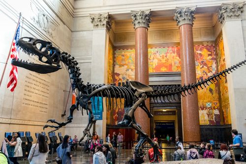 Wenn nicht eine Nacht, dann einen Tag im Naturhistorischen Museum in New York verbringen