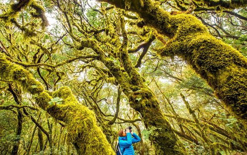 La dicha de poder respirar: Bosques primarios y prehistóricos en Canarias.