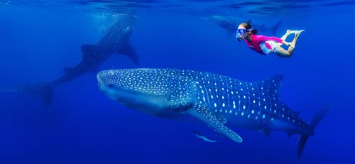 Unforgettable: swimming in the open sea with the biggest fish in the world!