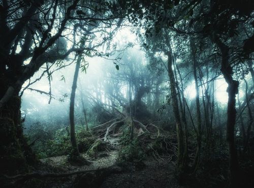 Fans d'Halloween, programmez une visite de ces forêts les plus flippantes au monde