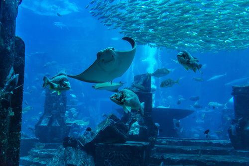 La vida submarina en el Acuario de Dubai