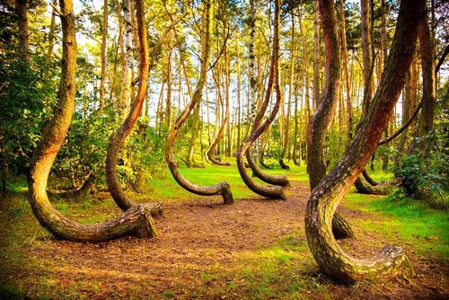 Située à 2h30 de vol de Paris, cette forêt incroyable aux arbres tordus défie les lois de la nature ! Voici où la trouver