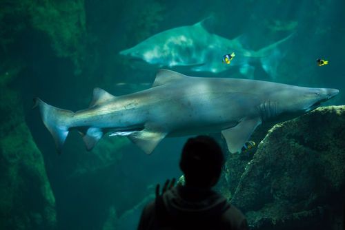 7 aquariums  impressionnants à visiter en famille (il y en a probablement un près de chez vous) !