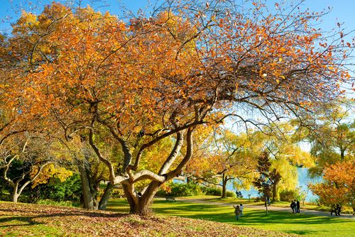 Una boccata d'aria fresca nel cuore di Toronto: High Park
