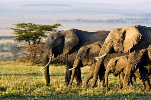 Au Kenya, cette réserve protégée est un paradis pour les éléphants (et l'un des meilleurs parcs pour voir les Big Five au moins une fois)