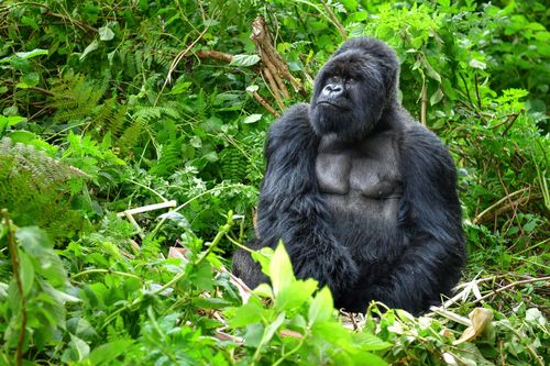 Où voir des gorilles en Afrique ? 4 sanctuaires à visiter pour admirer ces primates impressionnants !