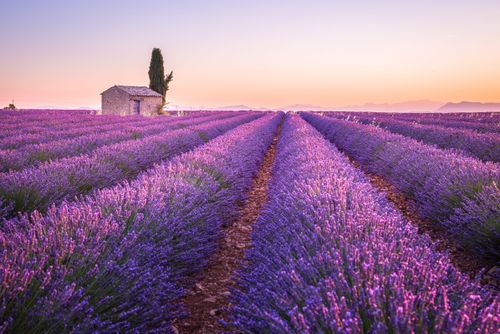 Itinerari della lavanda in Provenza
