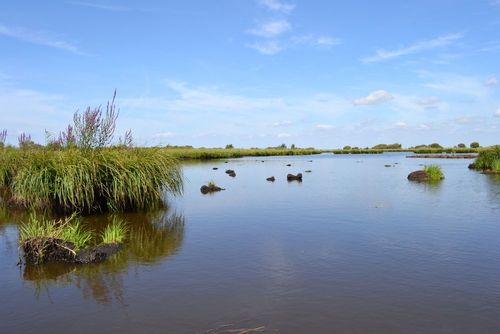 Oubliez la Camargue et découvrez cet espace naturel préservé situé à 1h de Nantes