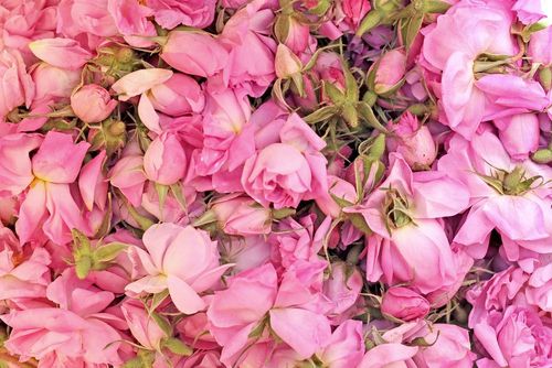 Près de Ouarzazate au Maroc, un petit village célèbre la Fête des Roses du 3 au 6 mai ! Musique, danses, chants... un évènement à ne pas manquer !