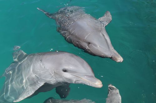 Nuotare con un delfino, un sogno da bambino che diventa realtà a Punta Cana