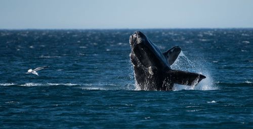 Peut-on observer des baleines en Méditerranée ?