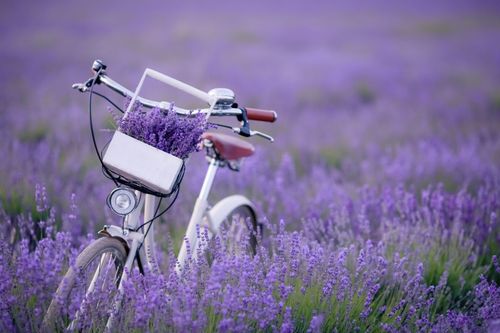 Provence by bike along EuroVelo 8