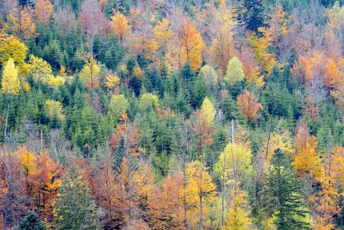 "On se croirait au Canada" : voici 6 forêts françaises qui nous rappellent les paysages canadiens en automne ! 