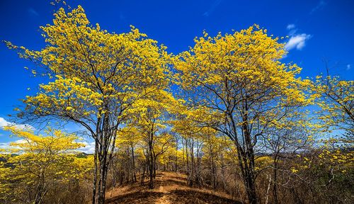 Envie d'une expérience nature hors norme ? Assistez à la floraison éclatante de cette forêt en Equateur