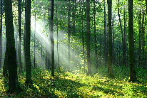 A 2h de New York, découvrez la plus vieille forêt du monde (datant de plusieurs millions d'années !) 