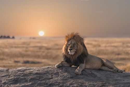 Un incontro spettacolare con il re della savana, il leone africano