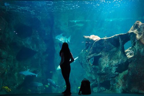 Immergetevi a 20.000 leghe sotto i mari con una visita all'acquario di La Rochelle!