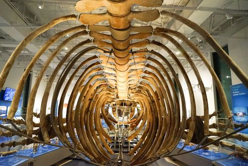 Visita al Museo canadese della natura