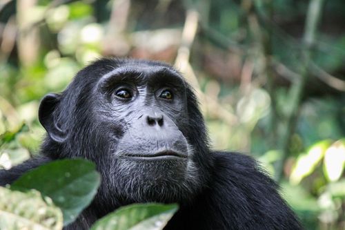 Following in the footsteps of chimpanzees in Tanzania's Gombe National Park